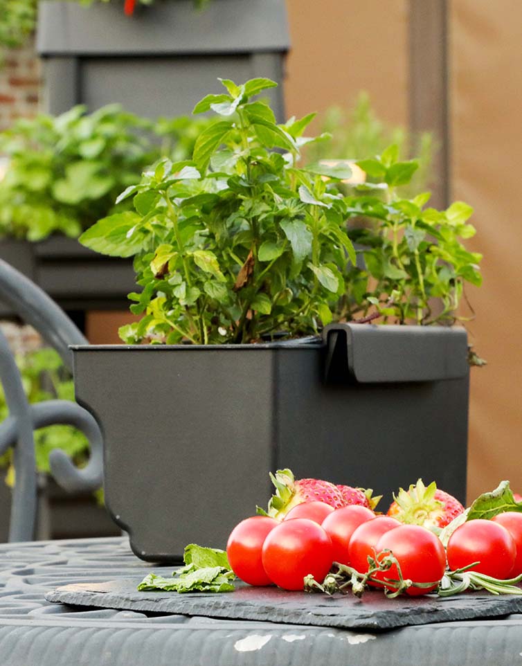 pot trays for plants Single Side Tray